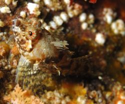 little sculpin found at erics pinnacle in monterey d70 w ... by Douglas Epley 